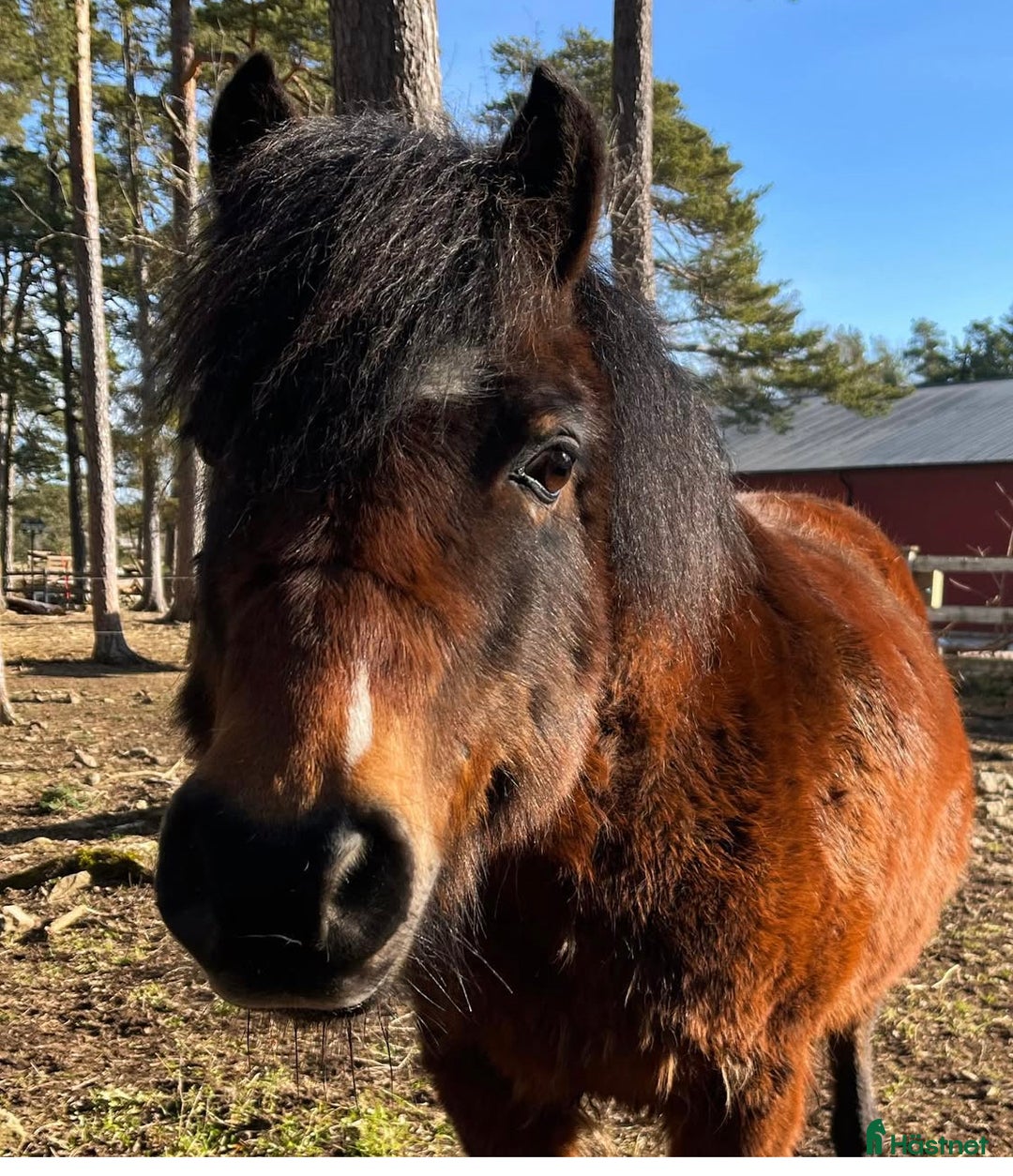Hoppning hästar till salu: Ponnyn som älskar att jobba - Annons 8