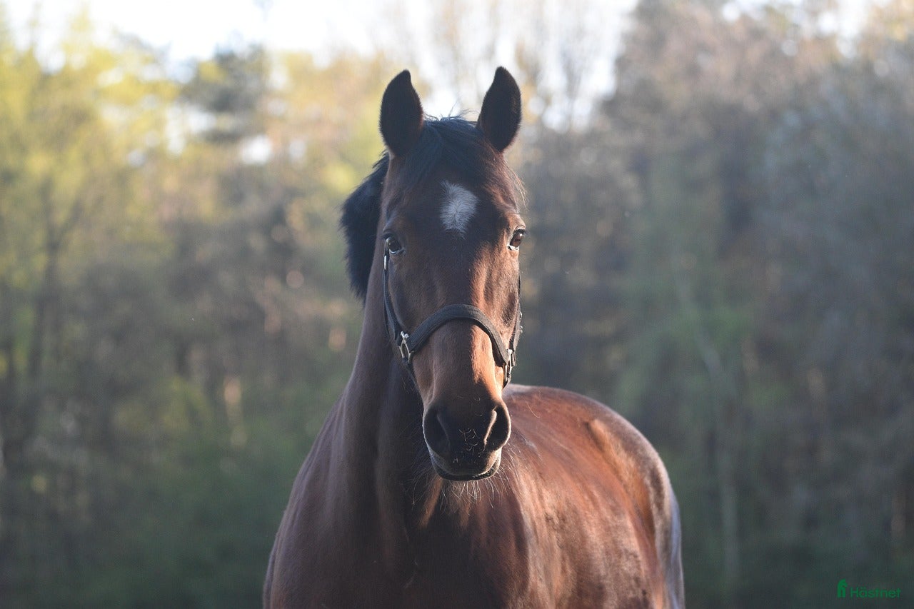  hästar D-ponny sökes alt foder för senare köp i Halmstad - Annons 8