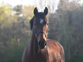 hästar D-ponny sökes alt foder för senare köp i Halmstad - Annons 16