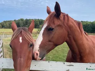 Allround hästar sökes: Söker trygg valack i Onsala - Annons 2