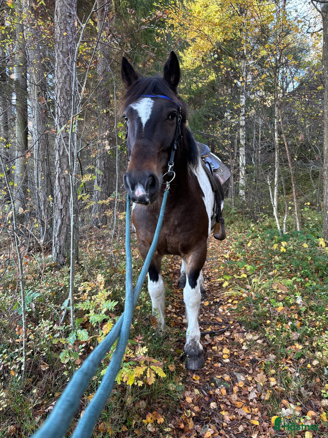  foderhäst sökes: Valack på foder för köp i Kärna - Annons 3