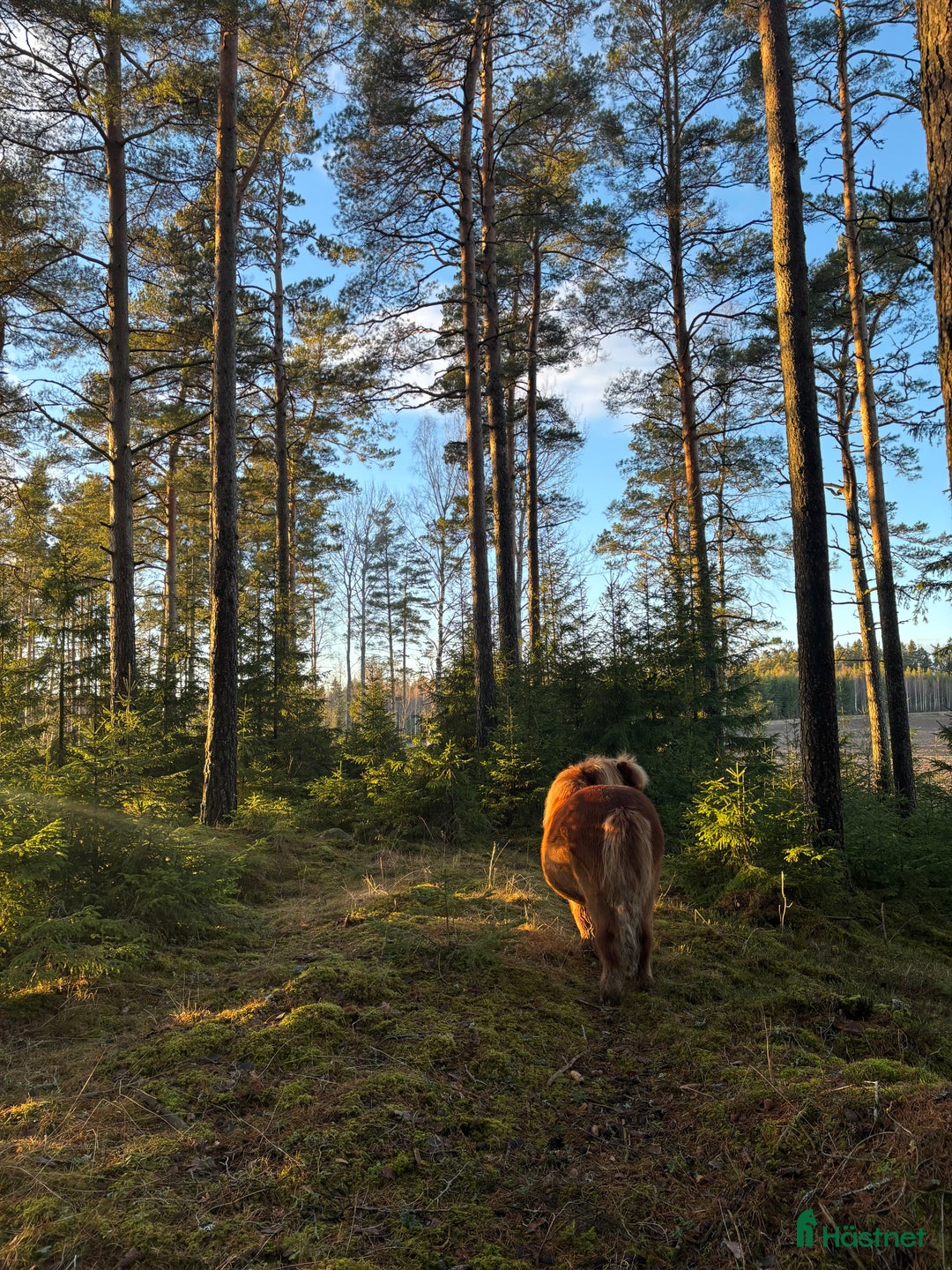  foderhäst finnes: Shettis och islandshäst lånas ut till rätt hem!  i Kristinehamn - Annons 5