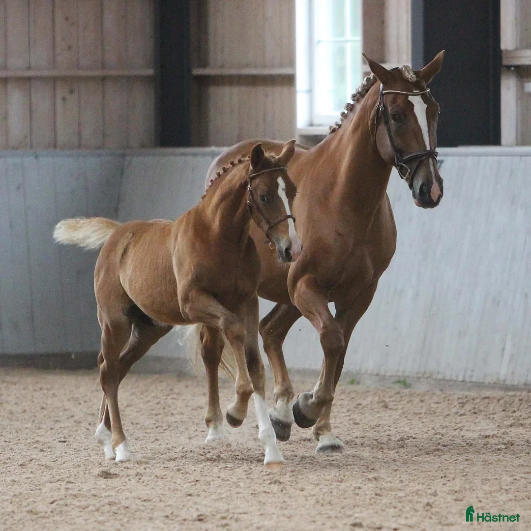 Hoppning hästar till salu: 🌟Framtidens sporthäst/allround talang 🌟 - Annons 1