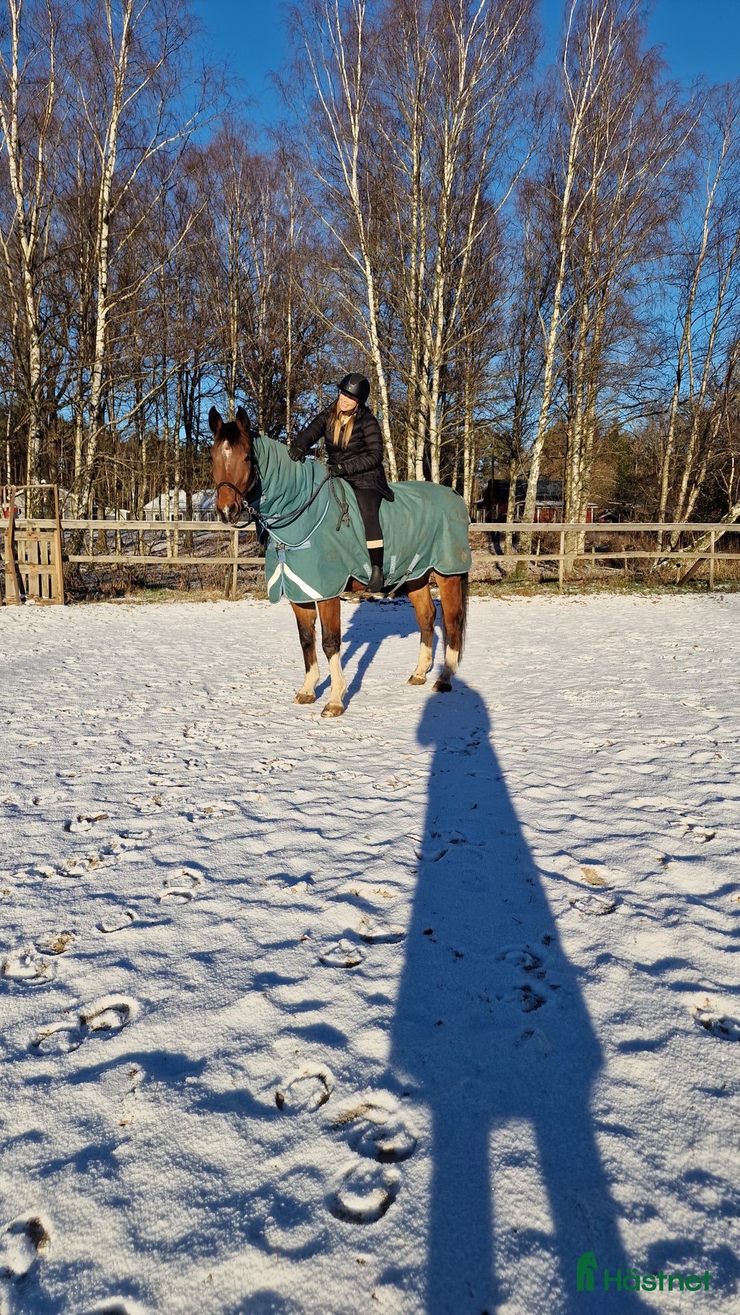 Allround hästar sökes: Söker sto till flocken pga flytt till hästgård! - Annons 4