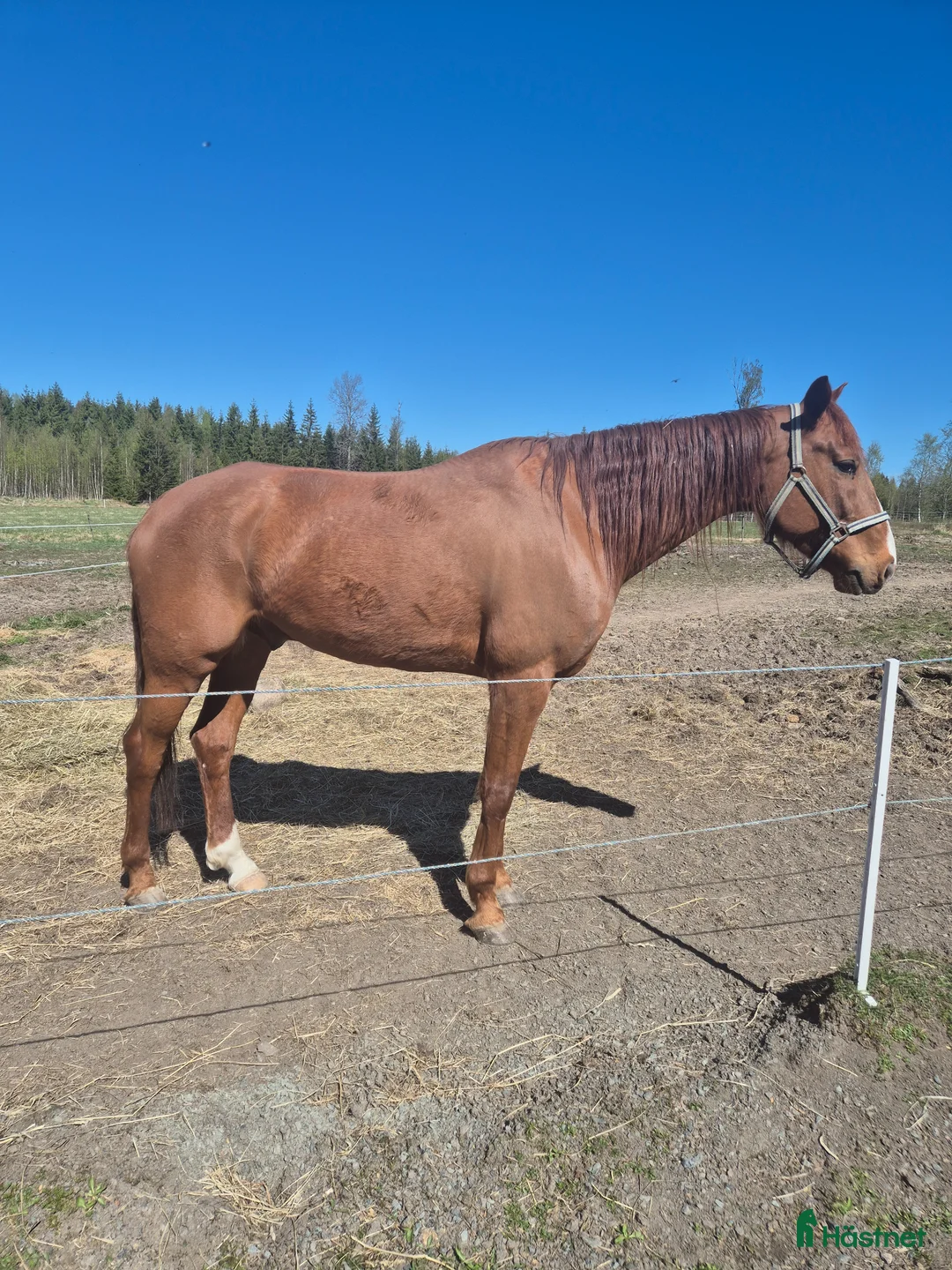 Trav hästar till salu: Ridhäst eller trav - Annons 2