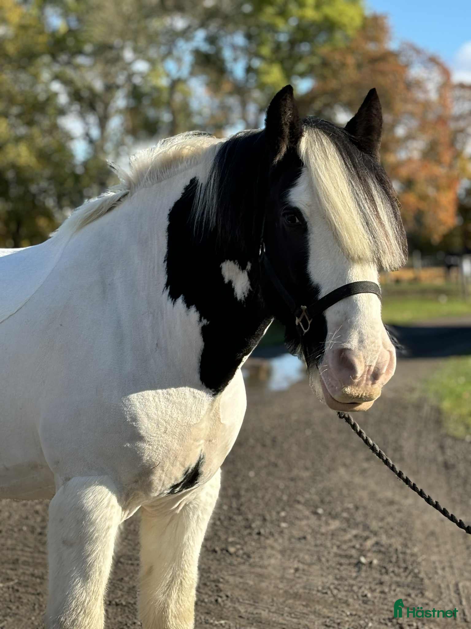 Allround hästar till salu: Bob söker sitt drömhem i Axvall - Annons 1
