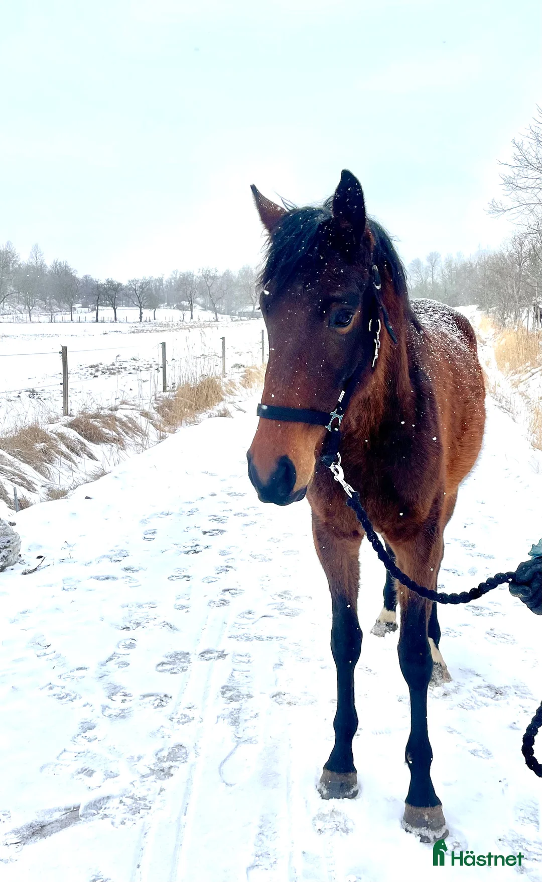 Hoppning hästar till salu: Trevlig 3åring med hoppstam - Annons 3