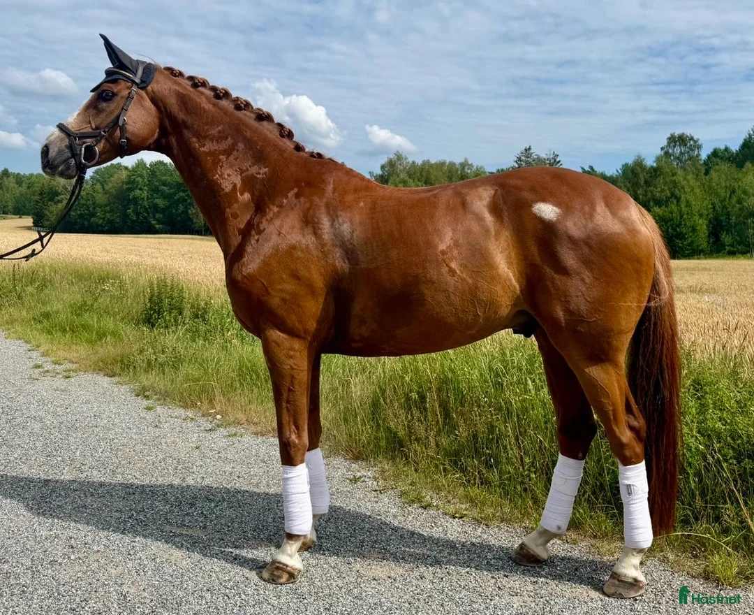 Dressyr hästar till salu: Talangfull, glad och snygg dressyrhäst - Annons 2
