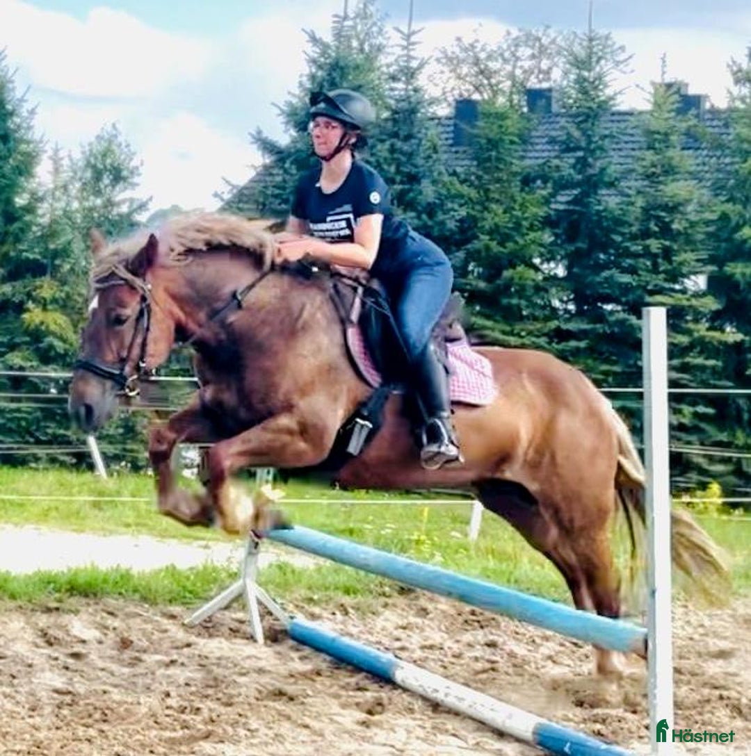 Allround hästar till salu: The best Mother & Daughter horse, dressage/jumping i Örsundsbro - Annons 17