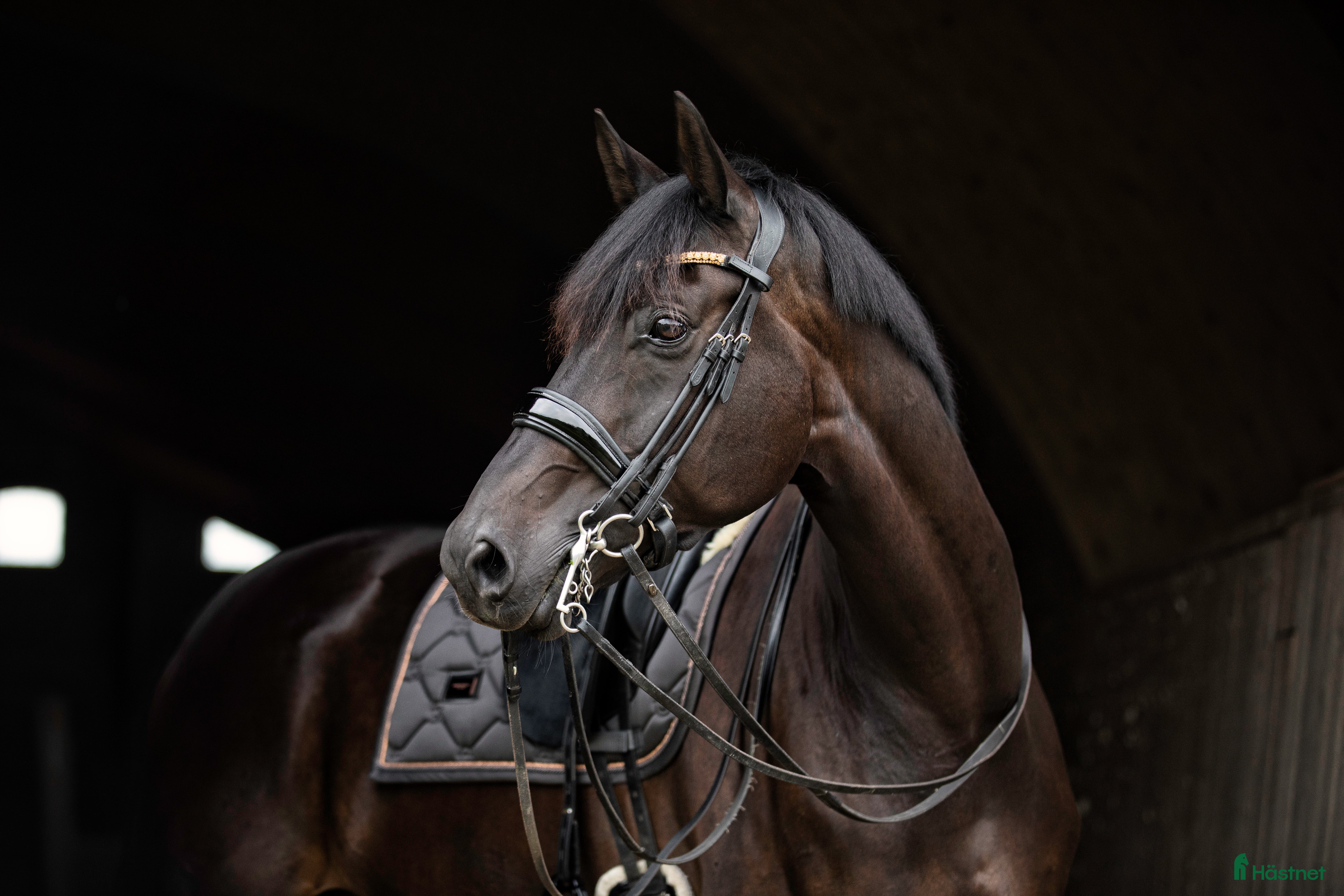  hästar Super trevlig läromästare  i Skanör - Annons 16