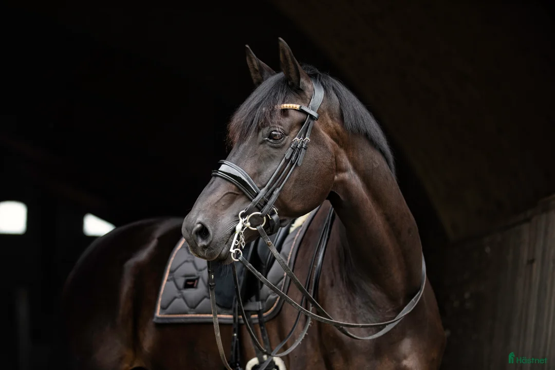 Dressyr hästar till salu: Super trevlig läromästare  i Skanör - Annons 1