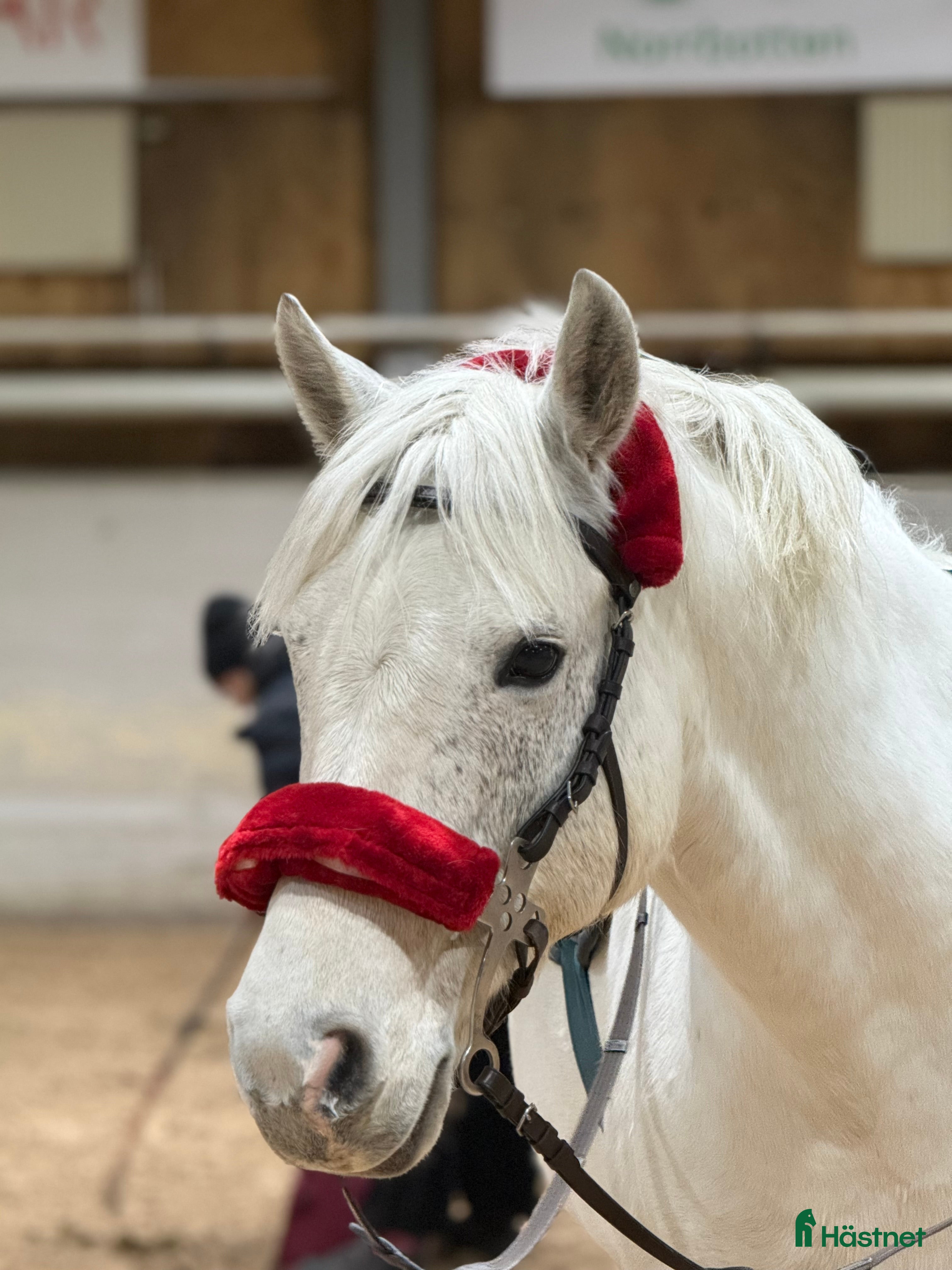  hästar Välriden och charmig maxad D-ponny  - Annons 4