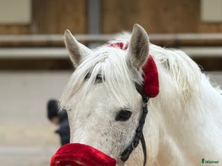 hästar Välriden och charmig maxad D-ponny - Annons 3