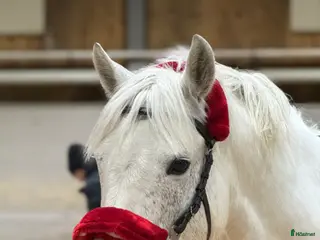 hästar Välriden och charmig maxad D-ponny - Annons 4
