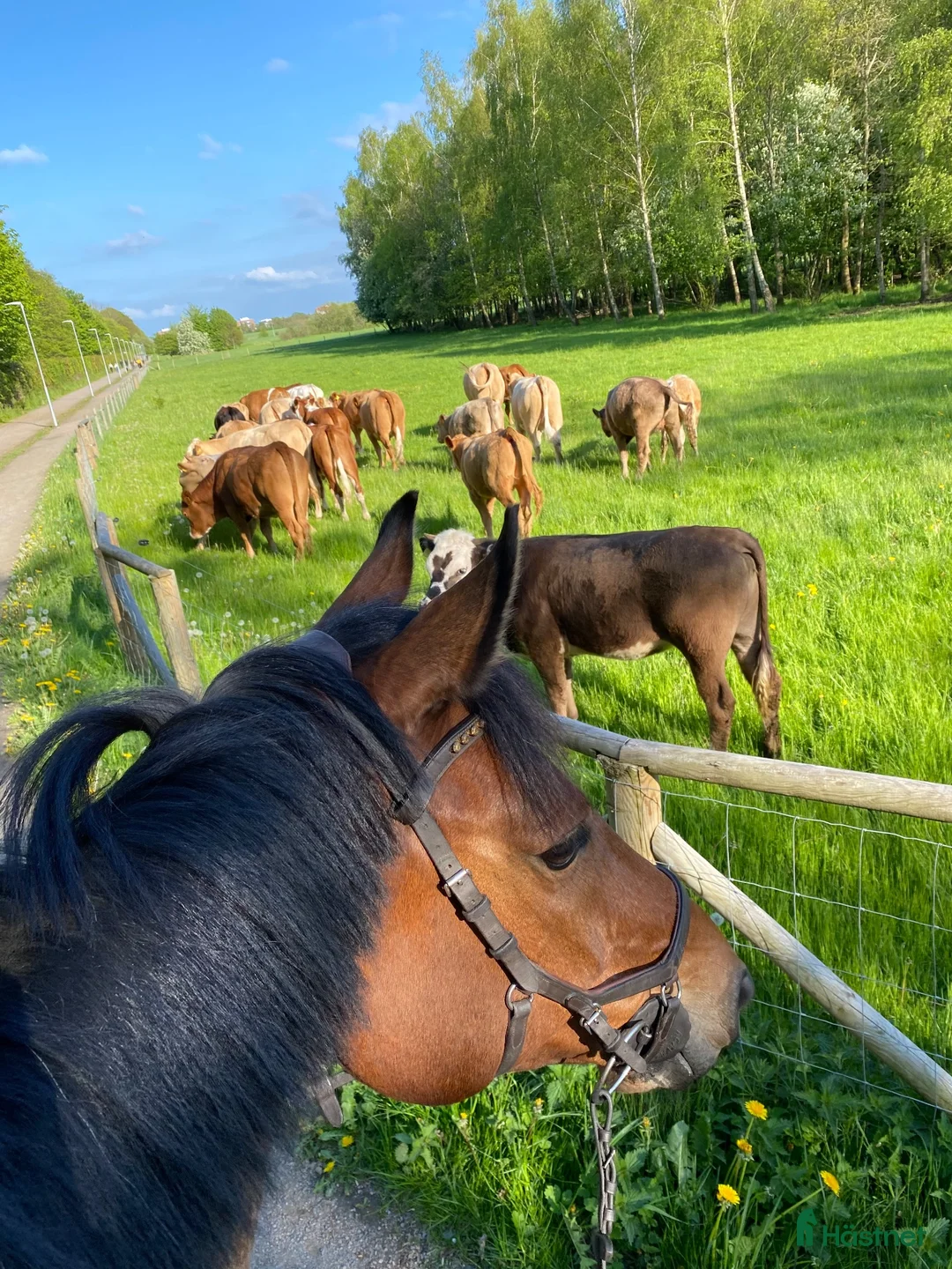  medryttarhäst finnes: PAUS med ansökningar/Erik söker kompis - Annons 1