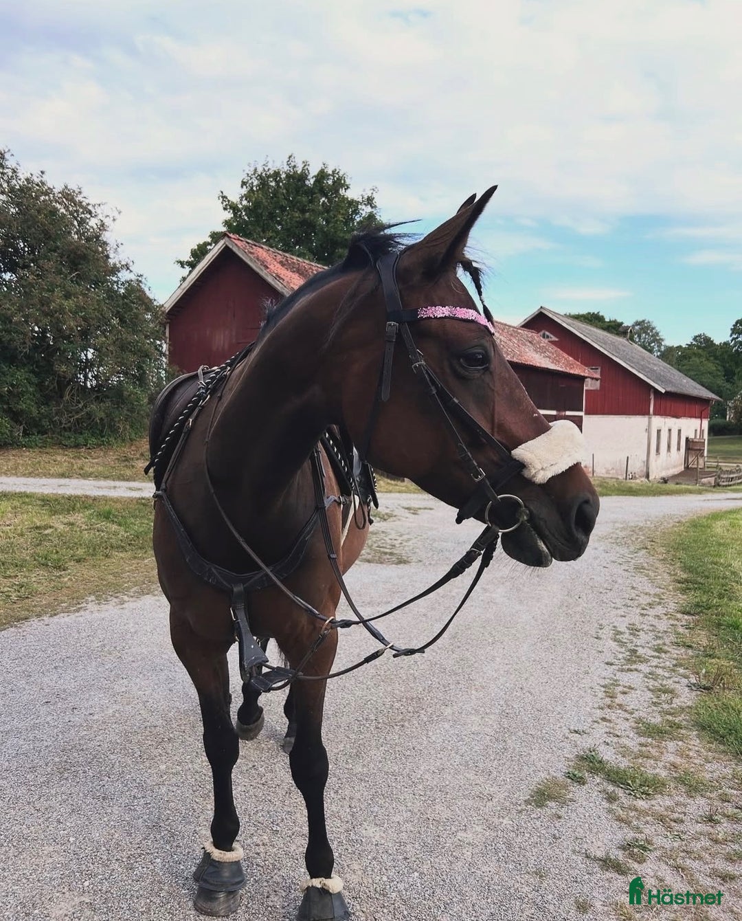 Allround hästar till salu: Bedårande ridtravare i Bro - Annons 5