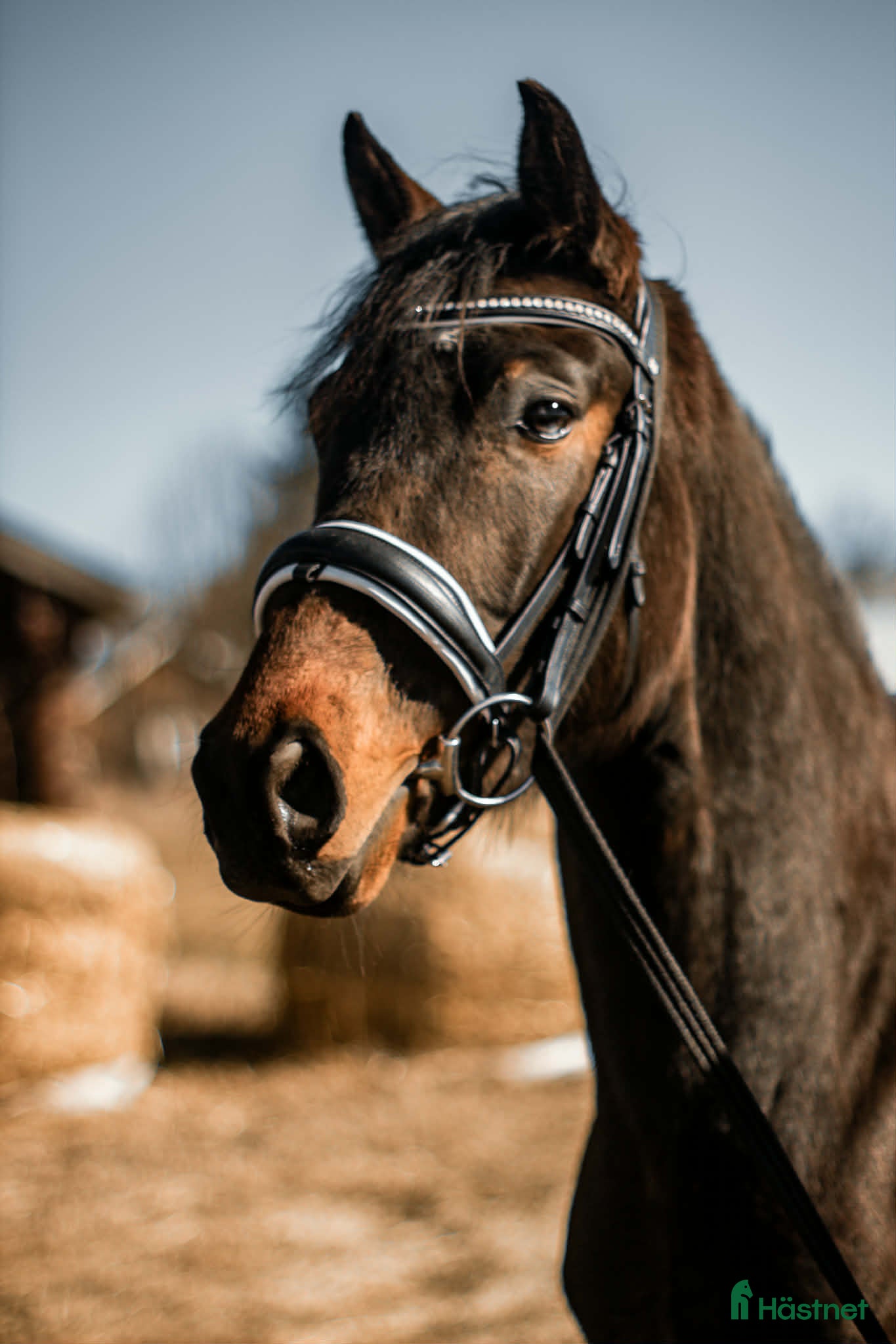  hästar Elegant sto -23  - Annons 1
