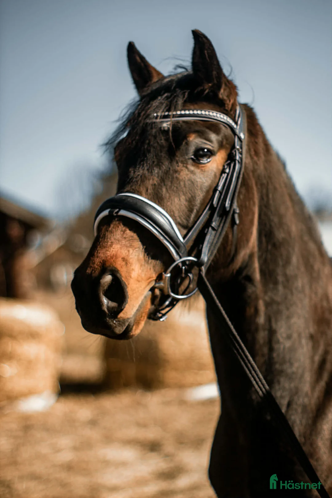 Dressyr hästar till salu: Elegant sto -23  i Piteå - Annons 1