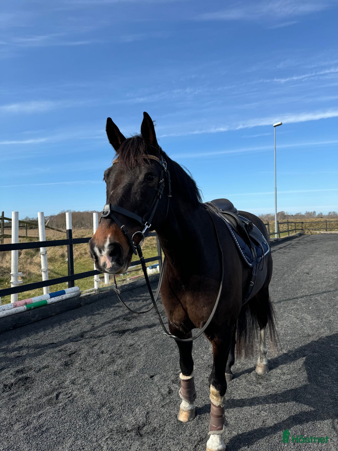 Allround hästar till salu: Lyxig Hobbyhäst i Båstad - Annons 2