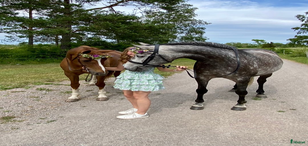 Galleribild {{count}}