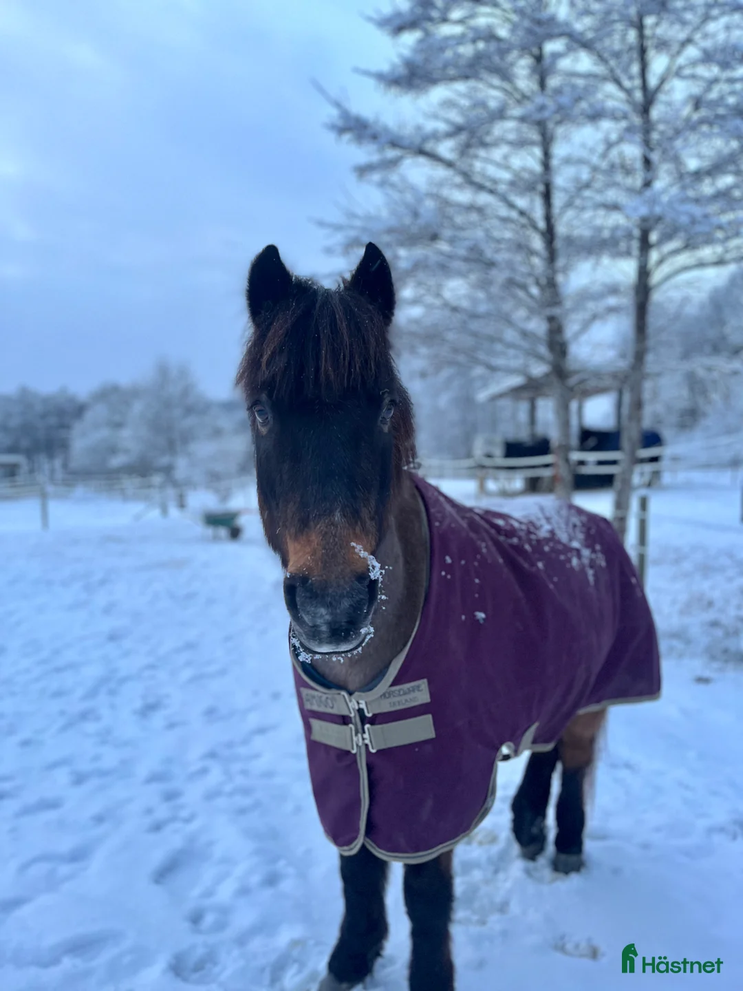 Allround hästar till salu: Läromästare  i Lindome - Annons 5