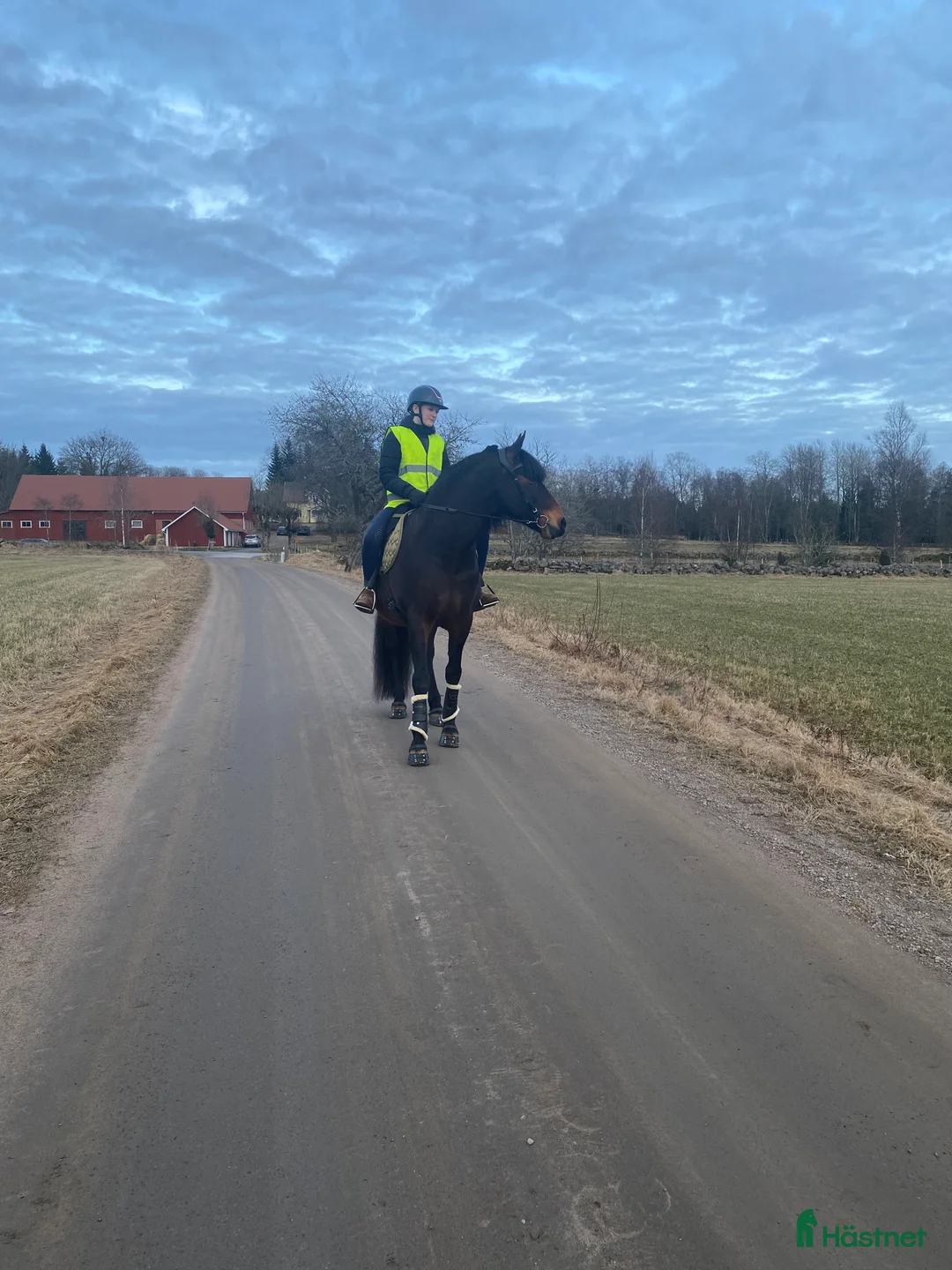 Akademiskt hästar till salu: Projekt i Mullsjö - Annons 1