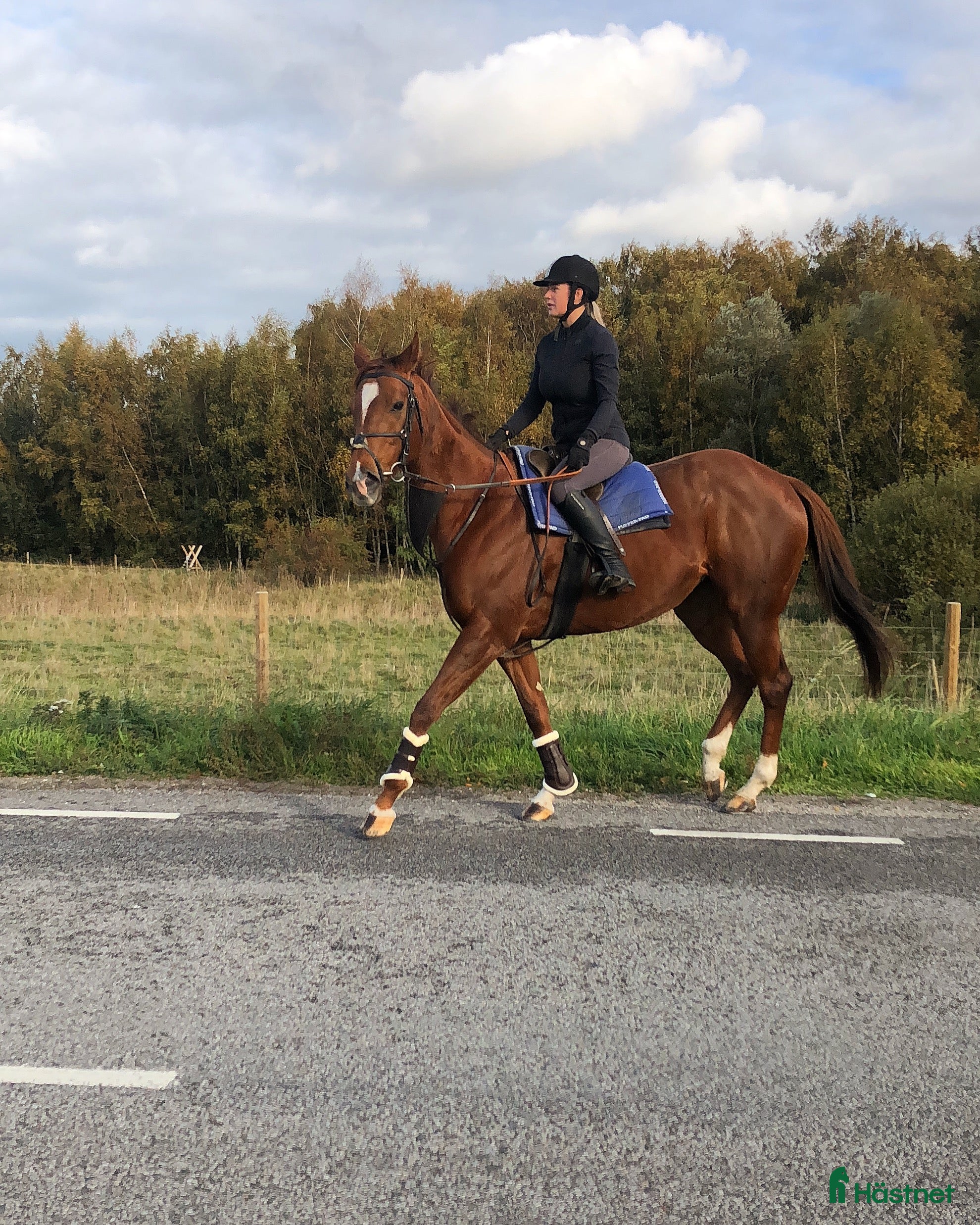  medryttarhäst sökes: Medryttarhäst sökes! - Annons 16
