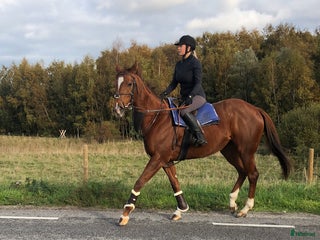 medryttarhäst sökes: Medryttarhäst sökes! i Malmö - Annons 14