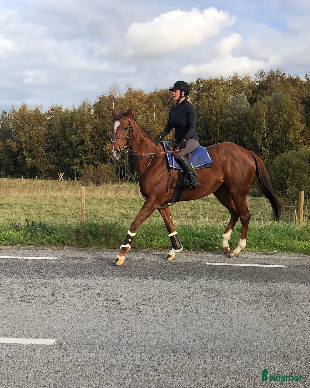  medryttarhäst sökes: Medryttarhäst sökes! - Annons 1