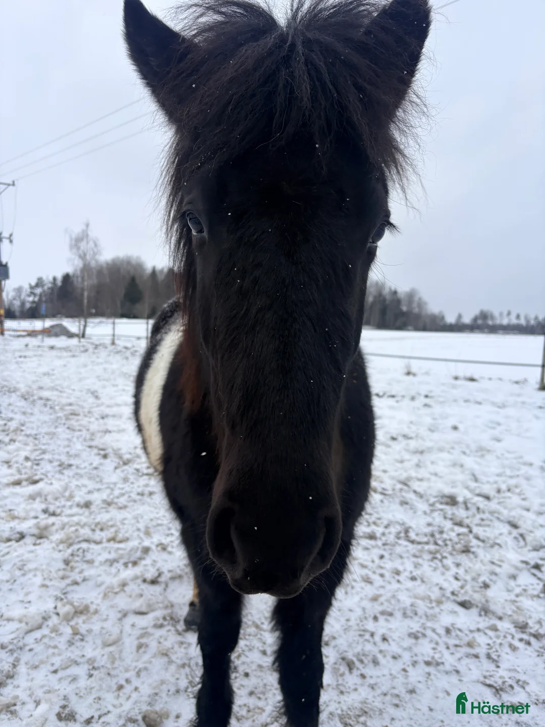 Island hästar till salu: 🌟 Juní, lovande ungt sto med äldre stam 🌟 i Köping - Annons 4