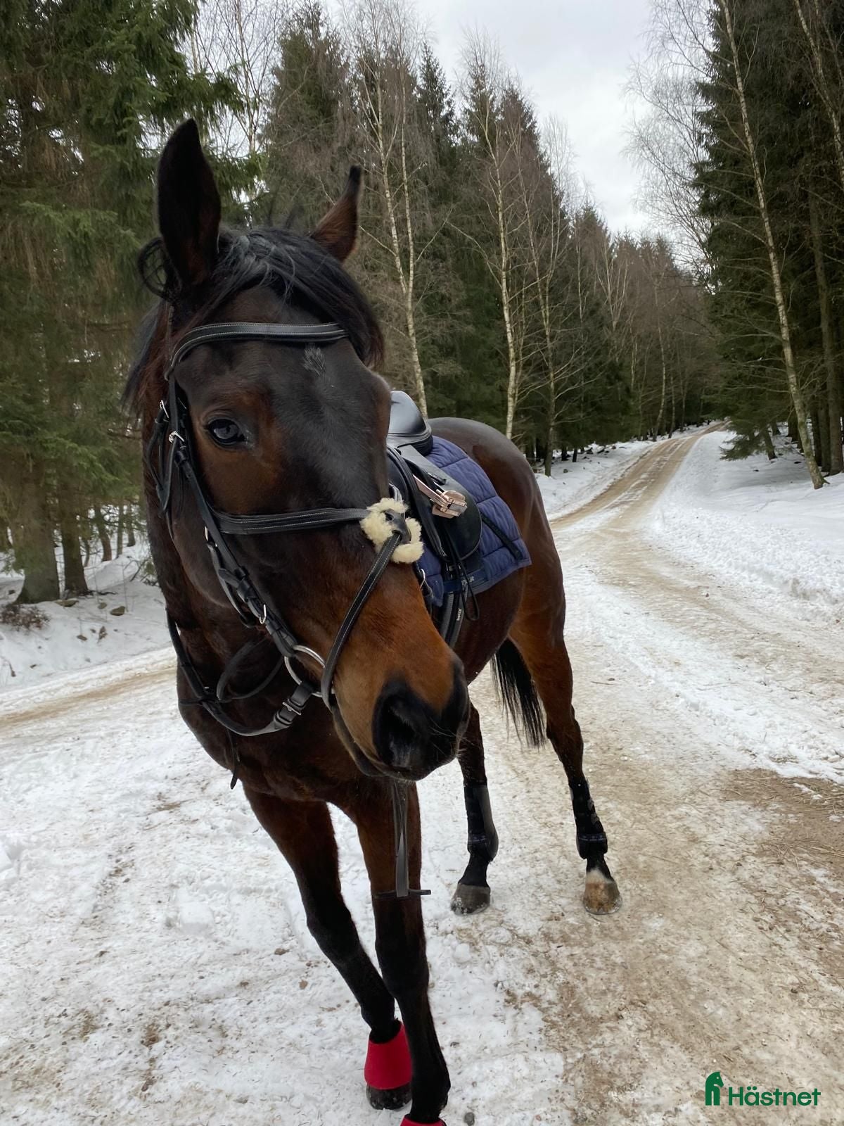  hästar Trevlig valack  - Annons 16