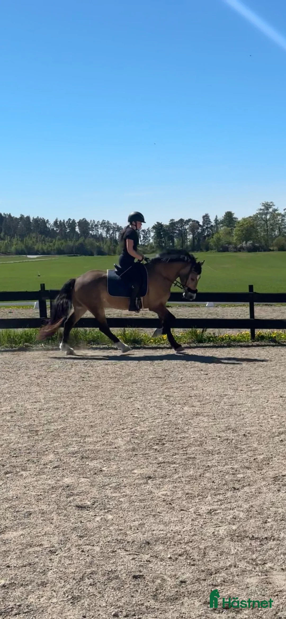 Allround hästar till salu: Hobbyhäst/skogsmulle i Eskilstuna - Annons 1