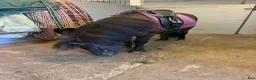 Allround hästar till salu: Mysig 2-års hingst - Annons 3