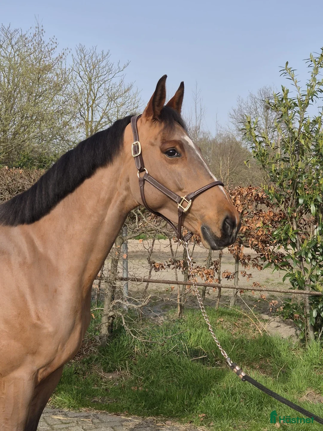 Hoppning hästar till salu: Lovande sto e: Grandorado i Marbella - Annons 1