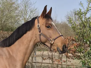 hästar Lovande sto e: Grandorado - Annons 1