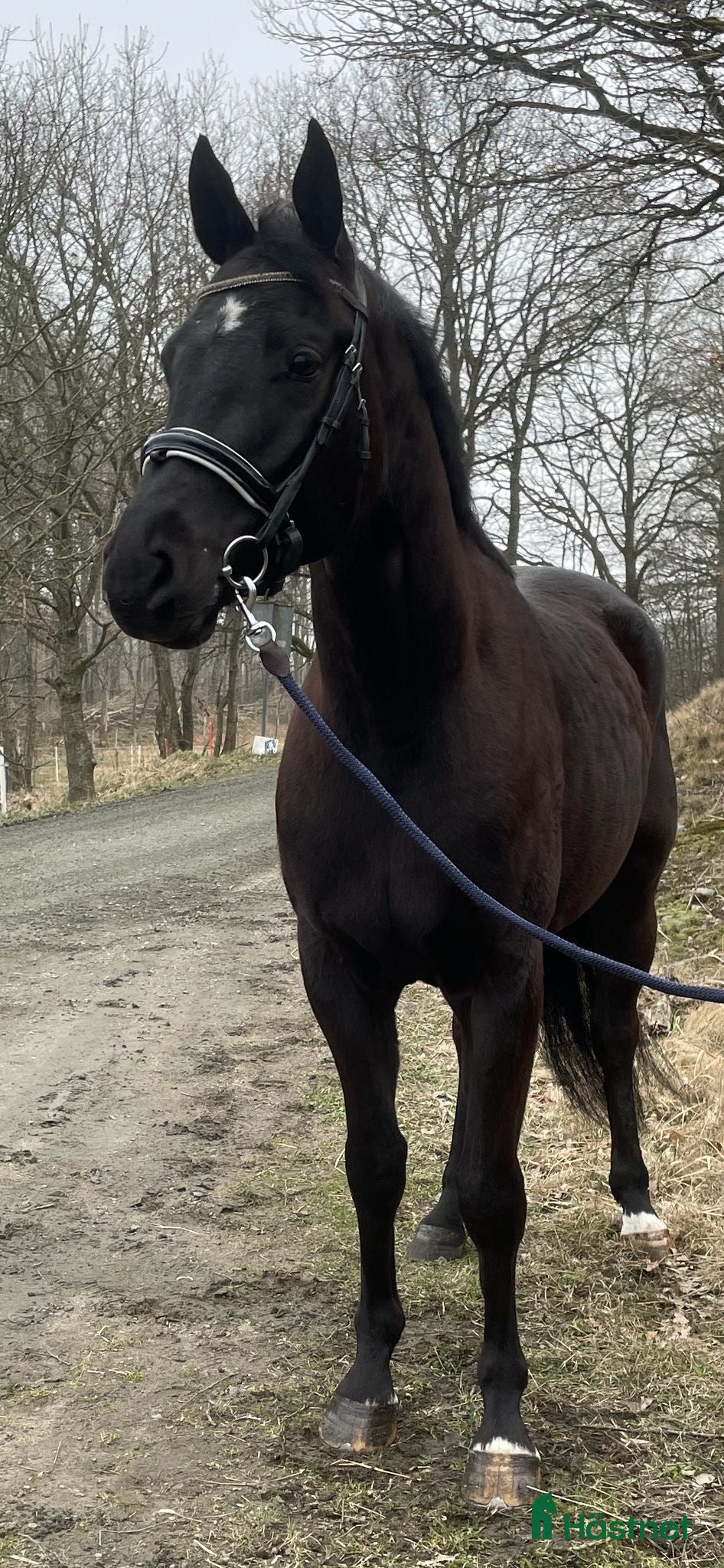  hästar Svart snygg dressyrvalack - Annons 1