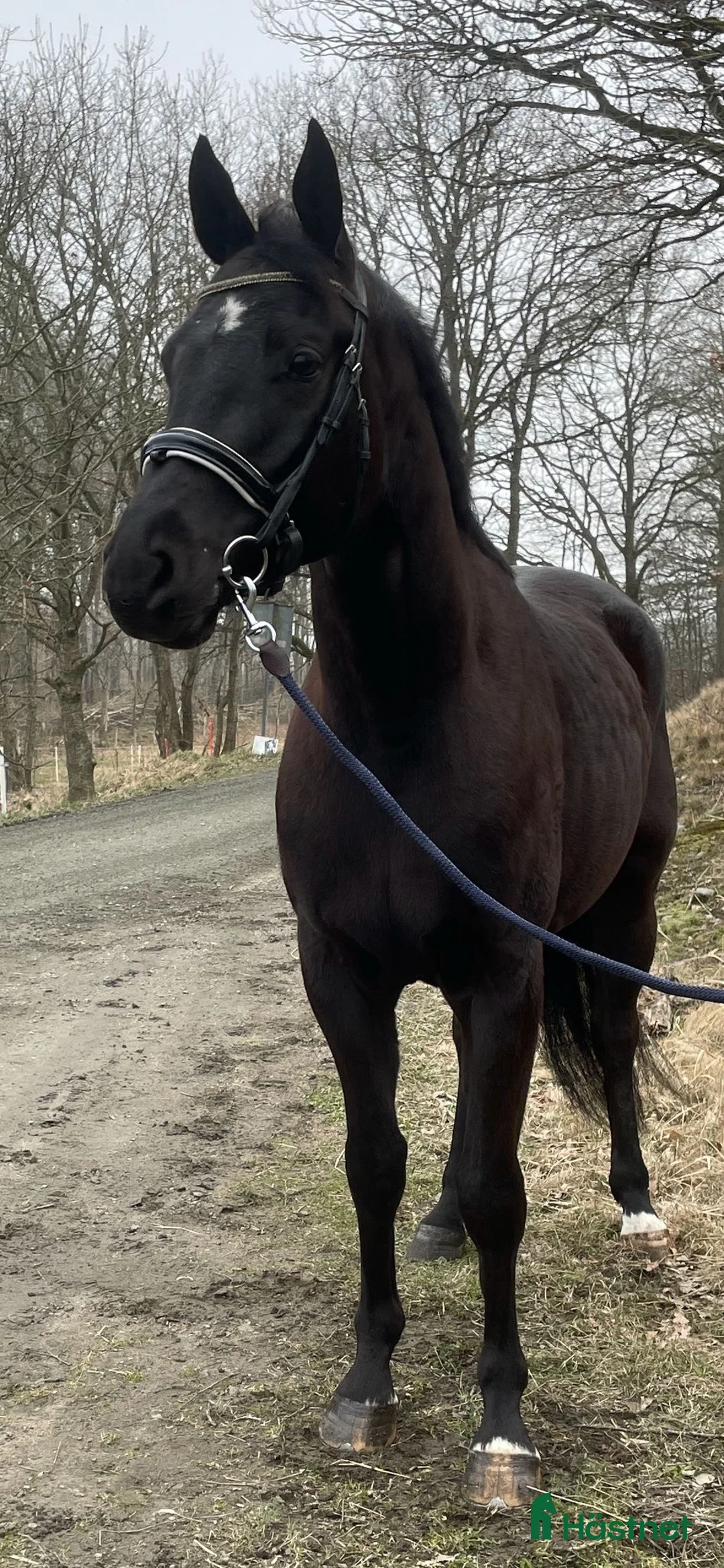 Dressyr hästar till salu: Svart snygg dressyrvalack - Annons 1