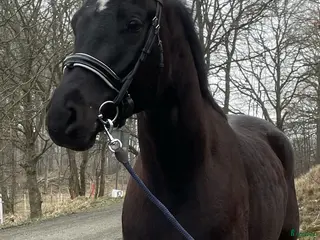 hästar Svart snygg dressyrvalack - Annons 1