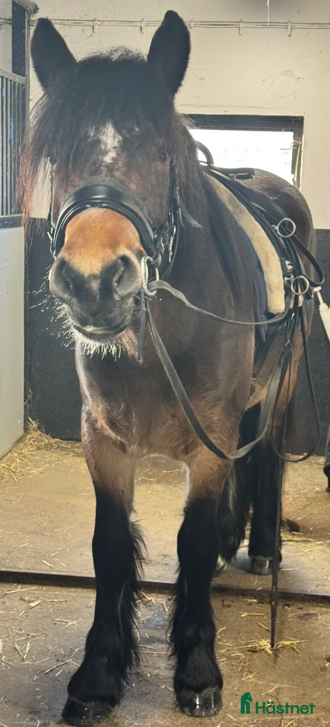 Allround hästar till salu: Väldigt fin nordsvensk  - Annons 2