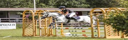 Hoppning hästar till salu: Competition B-Pony 127 cm i Rusko - Annons 3