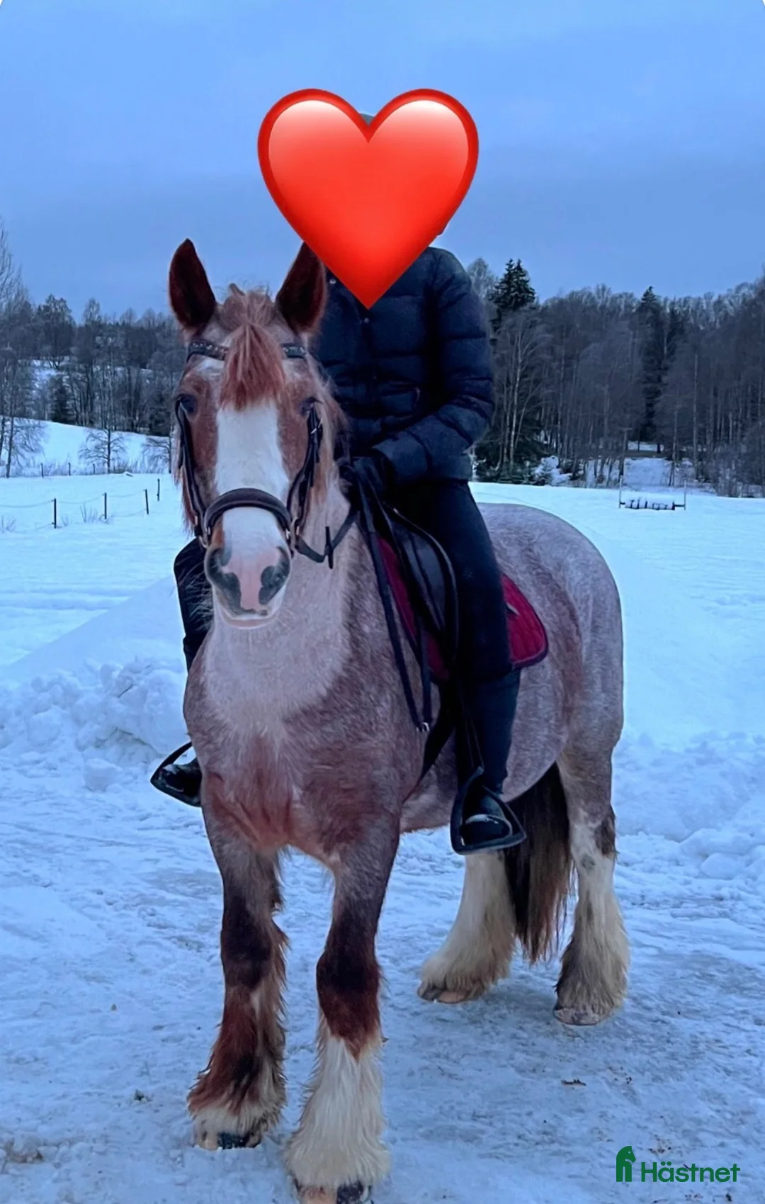 Allround hästar till salu: C ponny  - Annons 3