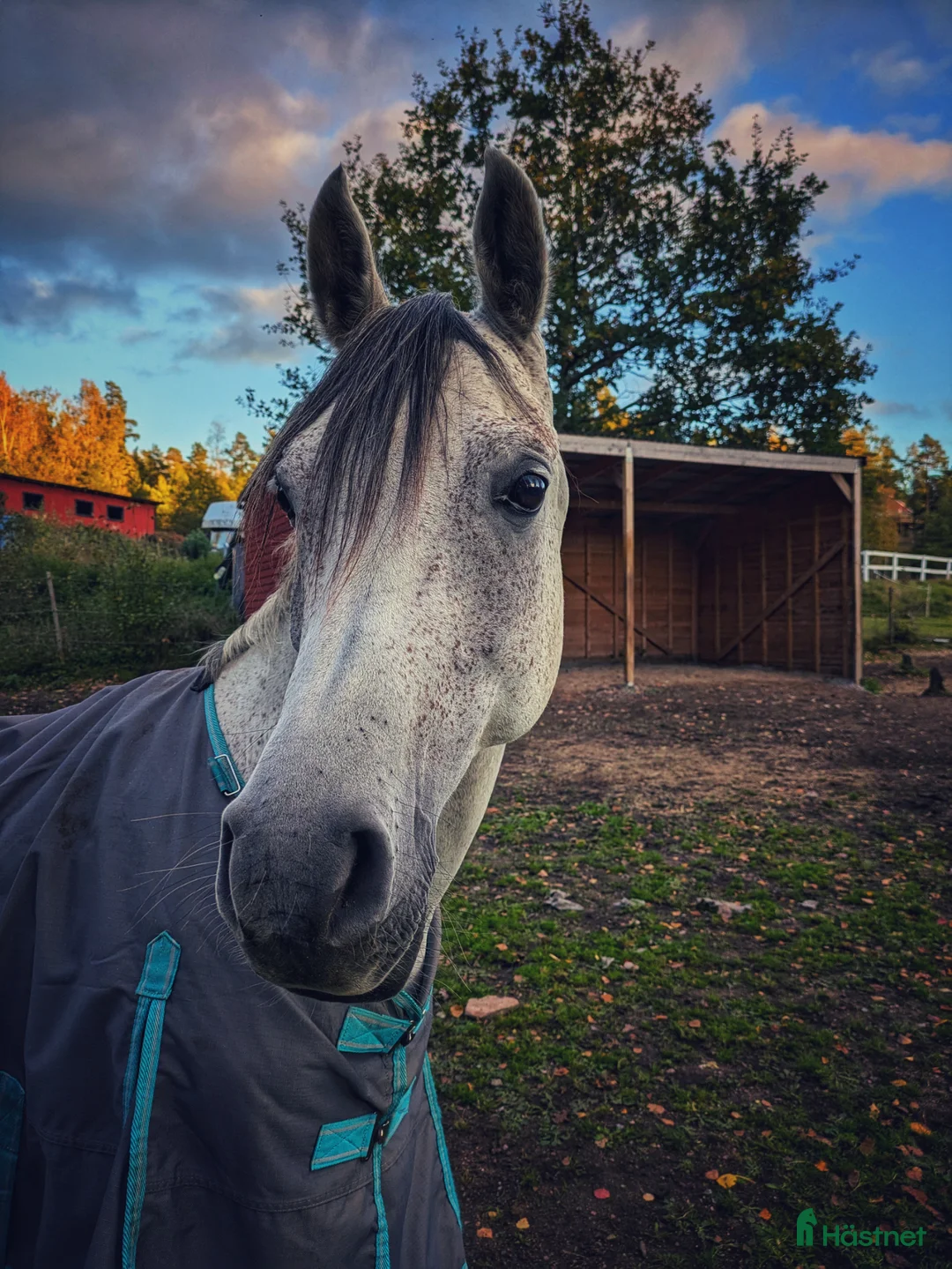 Allround hästar till salu: Vänlig, vaken och kommunikativ - Annons 1