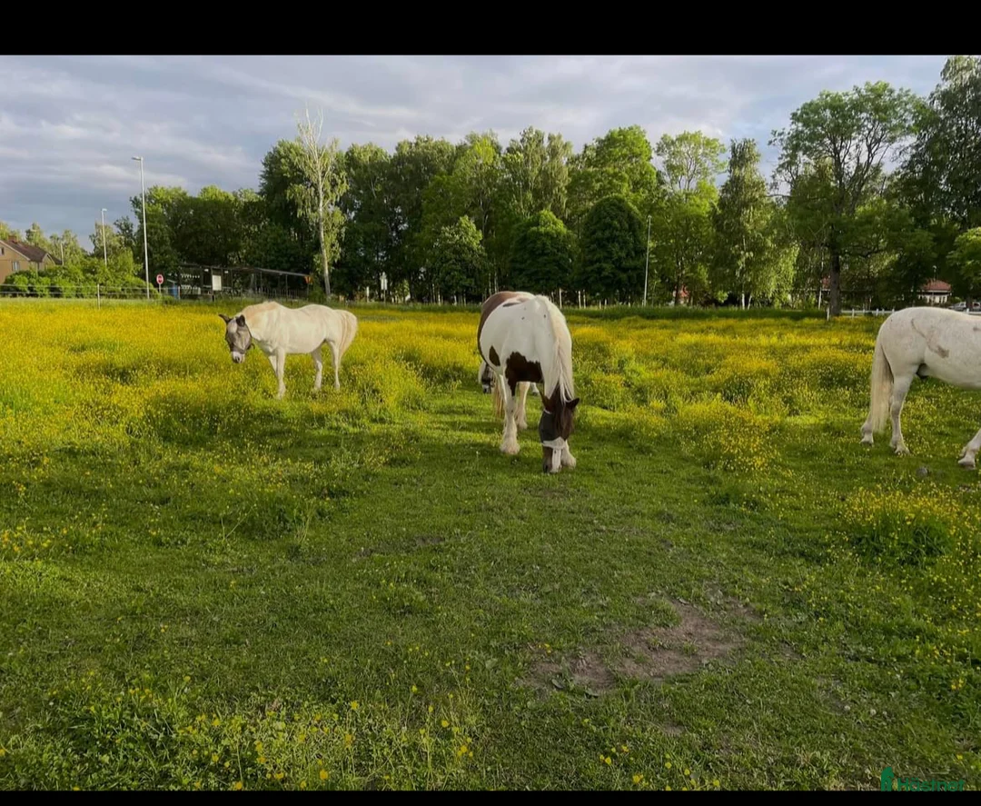  stallplats finnes: Ledig lösdrift och box i väring  - Annons 2