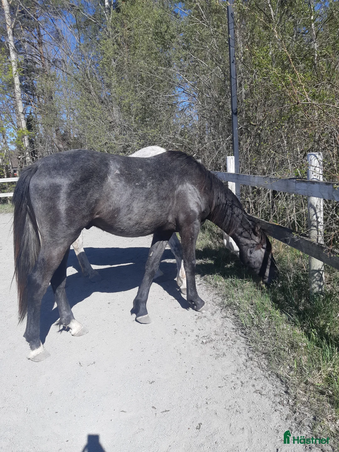 Hoppning hästar till salu: Trevlig valack - Annons 2