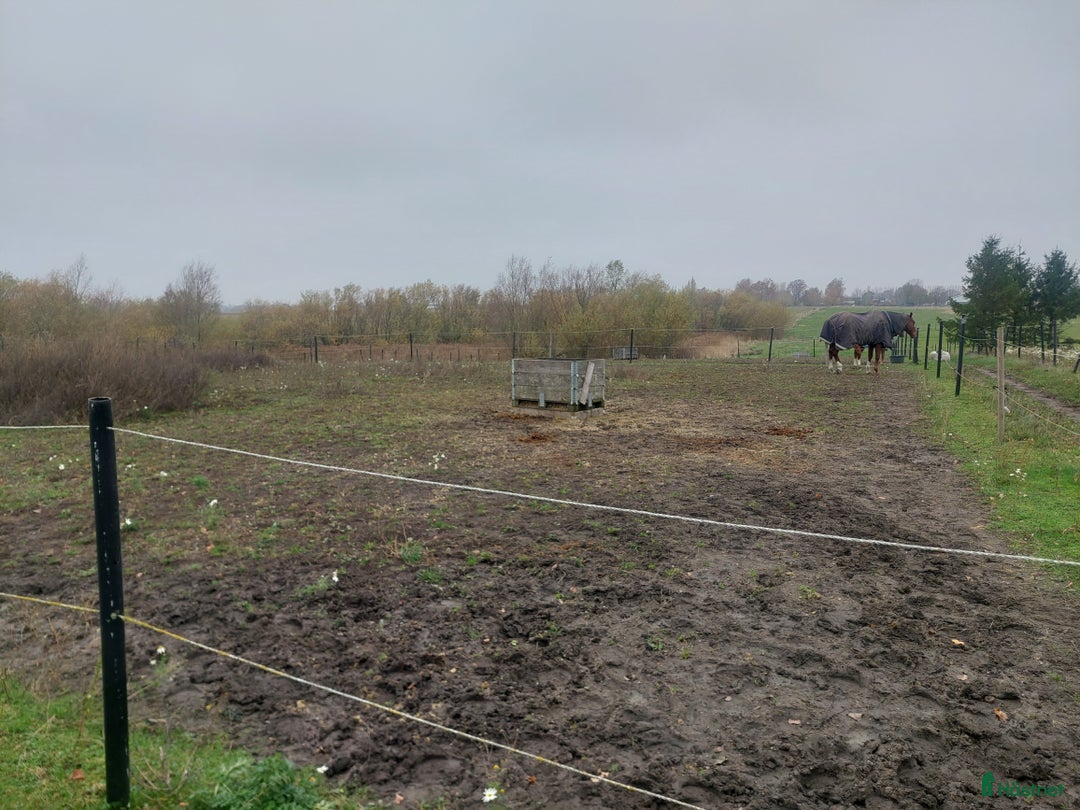  stallplats finnes: Boxplatser uthyres  i Staffanstorp - Annons 2