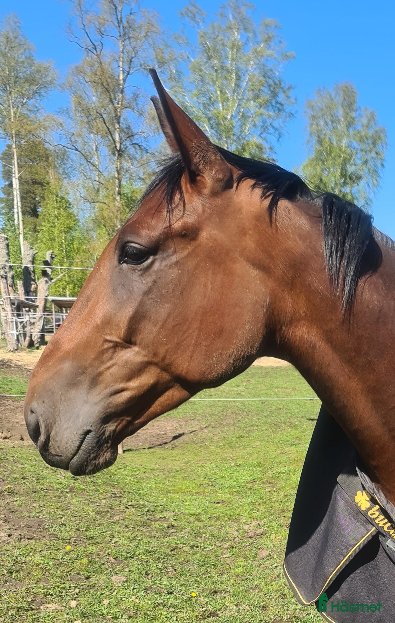  hästar Otroligt snäll ridtravare. - Annons 18