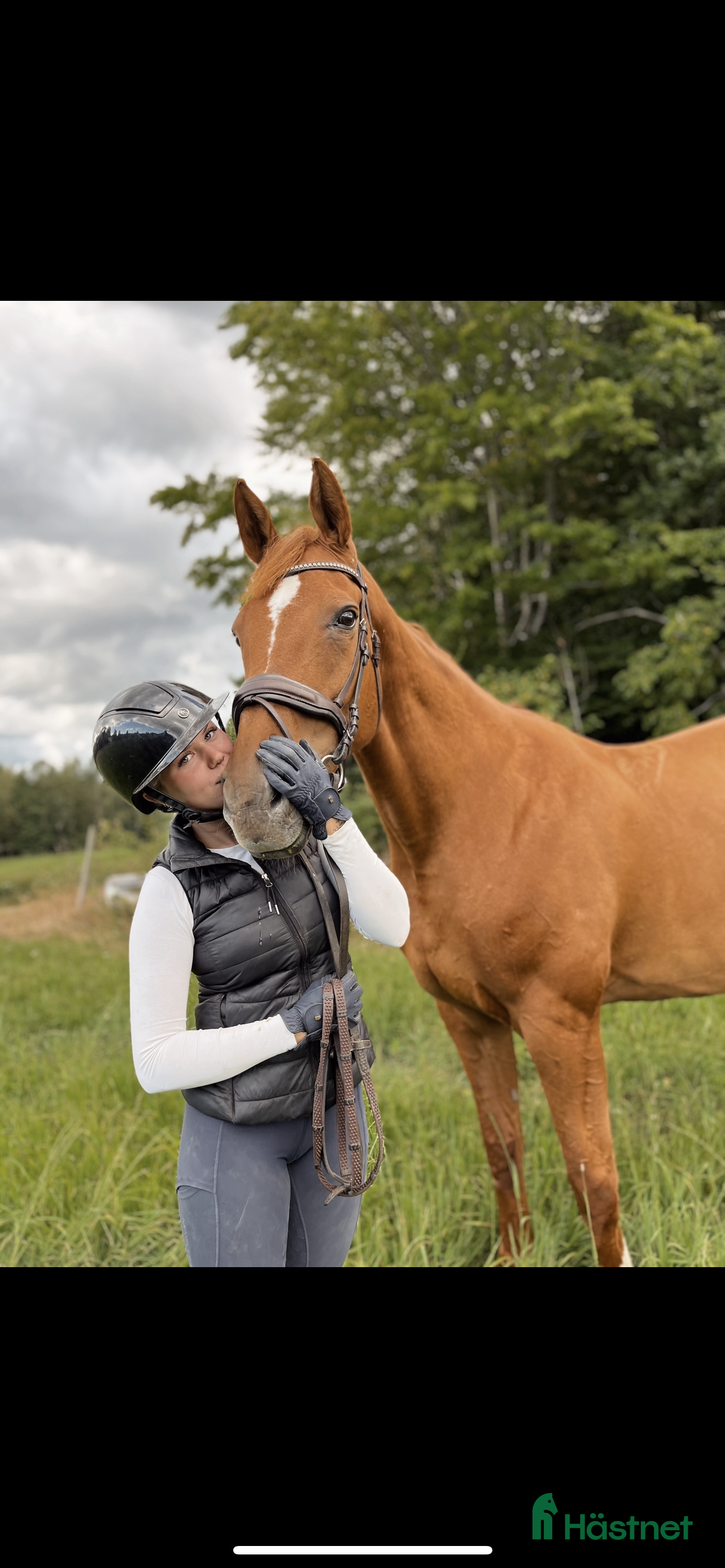  hästar Söker allround häst - Annons 1