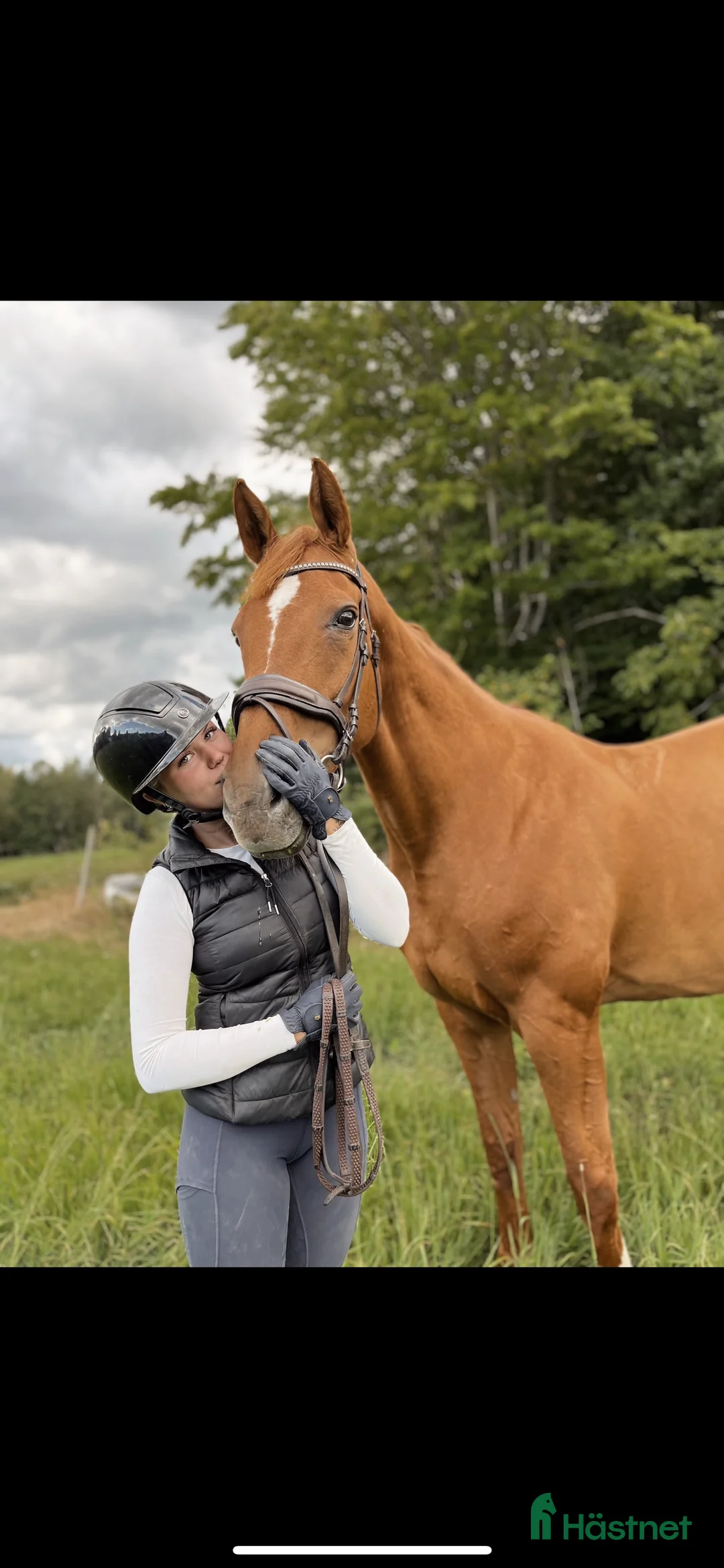 Allround hästar sökes: Söker allround häst - Annons 1