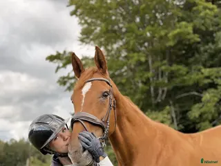 hästar Söker allround häst - Annons 2