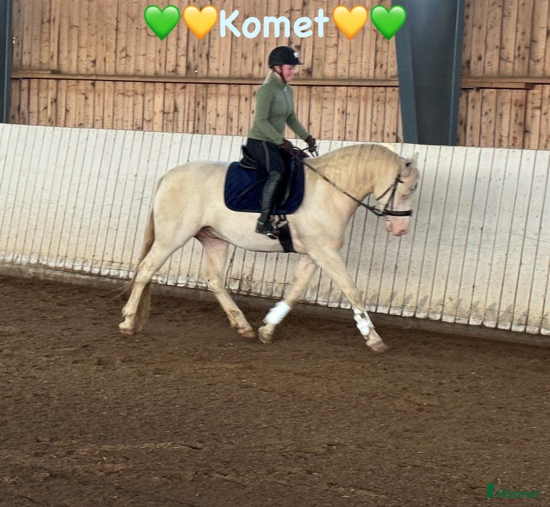  hästservice finnes: Julklappstips! Ridläger sommaren 2026 i Lidköping - Annons 11